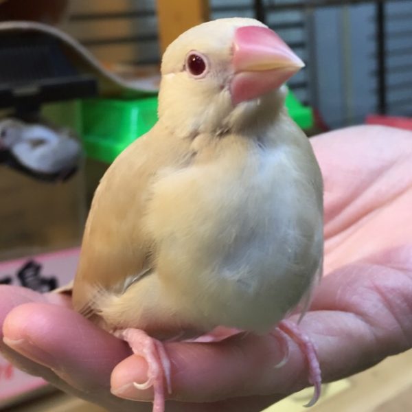 シナモン 文鳥