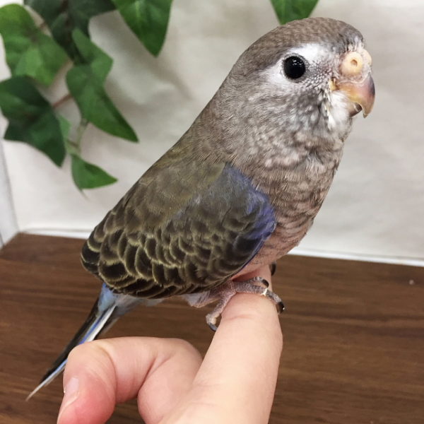 アキクサインコ 香川 愛知のペットハウス Pooky プーキー