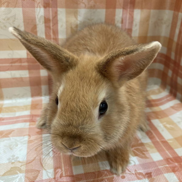 ネザーランドドワーフラビット - 香川・愛知のペットハウス Pooky プーキー